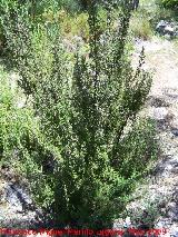 Romero - Rosmarinus officinalis. Pitillos. Valdepeas