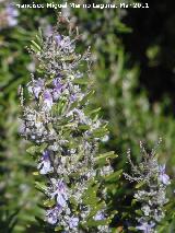 Romero - Rosmarinus officinalis. Los Villares