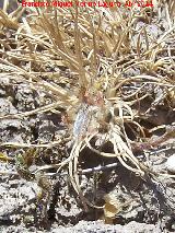 Chinche Phyllophya laciniata - Phyllophya laciniata. Torre de la Cabeza - Pegalajar