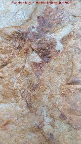 Pinturas rupestres del Abrigo del Almendro. Figura de la izquierda