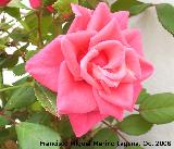 Rosal - Rosa spp.. Los Villares