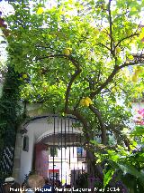 Patio Casa de la Calle La Palma nº 3. Patio