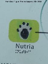 Nutria - Lutra lutra. Huella