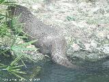 Nutria - Lutra lutra. Zoo de Crdoba