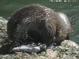 Nutria - Lutra lutra. Zoo de Crdoba