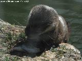 Nutria - Lutra lutra. Zoo de Crdoba