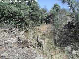 Camino de las Atalayuelas. Rotura de uno de los muros de delimitacin