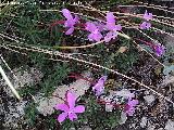 Violeta de Cazorla - Viola cazorlensis. Caballo Torraso - Villanueva del Arzobispo