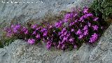 Violeta de Cazorla - Viola cazorlensis. Caballo Torraso - Villanueva del Arzobispo