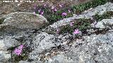 Violeta de Cazorla - Viola cazorlensis. Caballo Torraso - Villanueva del Arzobispo