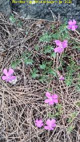 Violeta de Cazorla - Viola cazorlensis. Caballo Torraso - Villanueva del Arzobispo