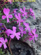 Violeta de Cazorla - Viola cazorlensis. Banderillas - Santiago Pontones