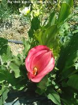 Cala rosa - Zantedeschia rehmannii. Castillo de Locubn