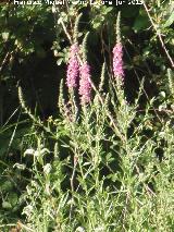 Salicaria - Lythrum salicaria. Ro Fro - Los Villares