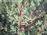 Salicornia - Salicornia europaea. Toyo - Retamar