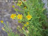 Salvio - Inula crithmoides. Santa Pola