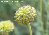 Manzanilla amarga - Santolina chamaecyparissus. Cazorla