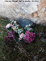 Cementerio de Santa Cristina. Tumba en tierra