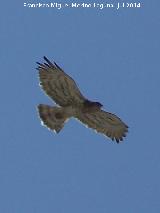 Pjaro guila culebrera - Circaetus gallicus. Torreperojil