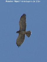 Pjaro guila culebrera - Circaetus gallicus. Torreperojil