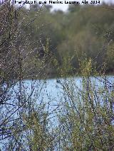 Tamarisco - Tamarix gallica. Laguna de Las Escuelas - Baeza