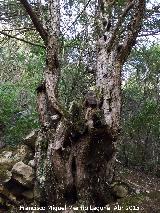 Bosque de Tejos - Valdepeas