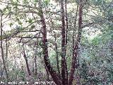 Tejeda del Barranco de Los Tejos. Tejo