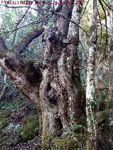 Tejeda del Barranco de Los Tejos. Tejo