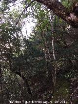 Tejeda del Barranco de Los Tejos. Tejos