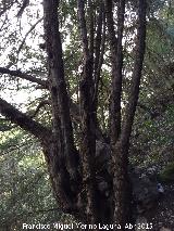 Tejeda del Barranco de Los Tejos. Tejo