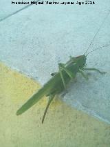 Langosta verde - Tettigonia viridissima. Las Castaetas - Villacarrillo