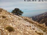 Rayal. Pino en altura de su ladera norte