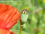 Amapola - Papaver rhoeas. Los Caones. Los Villares