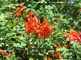 Trompeta trepadora - Campsis radicans. Crdoba