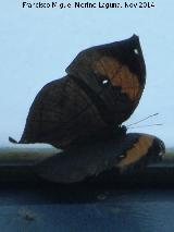 Mariposa Kallima paralekta - Kallima paralekta. Parque de las Ciencias - Granada