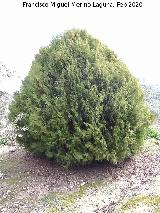 Tuya - Thuja orientalis. Rus