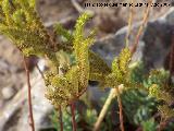 Ua de gato - Sedum sediforme. Santa Pola