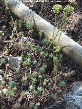 Ua de gato - Sedum sediforme. Pea de la Fuente - Jamilena