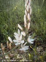 Gamn de montaa - Asphodelus albus. Caada de las Hazadillas. Jan