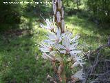 Gamn de montaa - Asphodelus albus. Caada de las Hazadillas. Jan