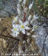 Gamn de montaa - Asphodelus albus. Pea de Martos - Martos