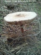 Apagador - Macrolepiota procera. 