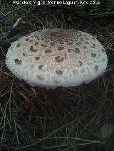 Apagador - Macrolepiota procera. El Vaquerizo - Castellar