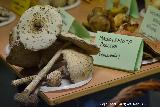 Apagador - Macrolepiota procera. Navas de San Juan