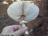 Apagador - Macrolepiota procera. 