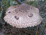 Apagador - Macrolepiota procera. 