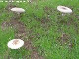 Apagador - Macrolepiota procera. 