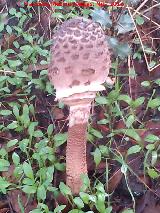 Apagador - Macrolepiota procera. 