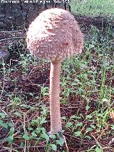 Apagador - Macrolepiota procera. 