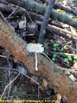 Coprino blanquinegro - Coprinus picaceus. Molino del Rincn - Mengbar